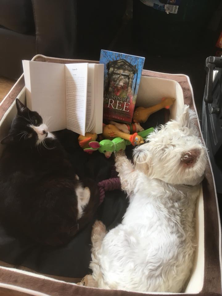 39945378_2064953410249677_7091695779764502528_n