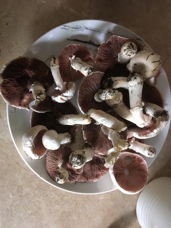 41594665_2094194923992192_3199685699909451776_n