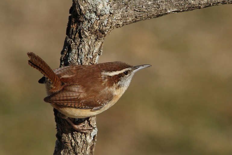 Carolina-Wren-Closeup